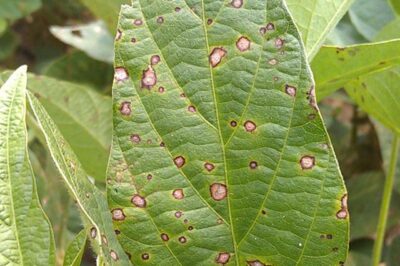 Soybean Frogeye Leaf Spot: Smart Irrigation Management and Control