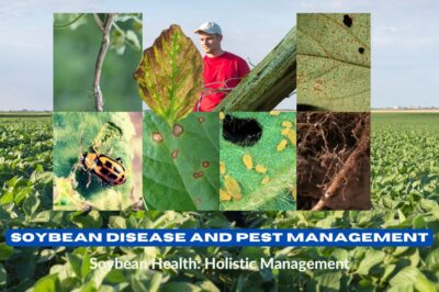 Common Soybean Diseases and Pests: Identification and Management Guide for US Farmers