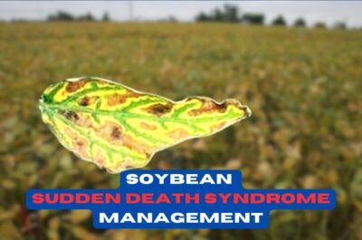 Soybean Sudden Death Syndrome: Smart Irrigation & Disease Control