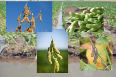 Soybean Growth Stages: Smart Irrigation Strategies to Maximise Yield