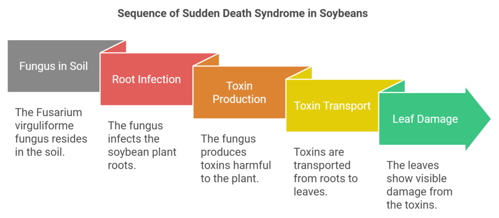 sequence of sudden death syndrome in soybeans