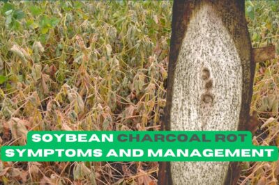 Soybean Charcoal Rot: Symptoms, Precision Irrigation & Disease Control