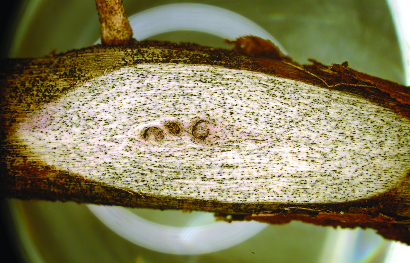 soybean charcoal rot cross-section