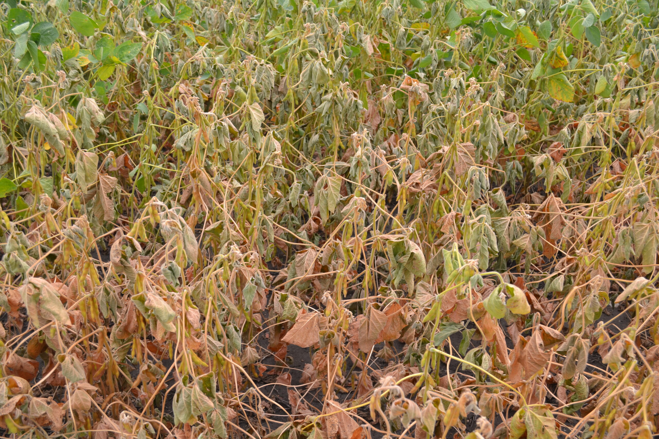 soybean field with charcoal rot